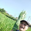 飯能で2度目の真菰刈りへ行ってきました（刈り取り先のご案内）