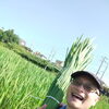 飯能で2度目の真菰刈りへ行ってきました（刈り取り先のご案内）