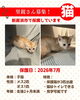「【愛媛県新居浜市】里親募集のお知らせ！」