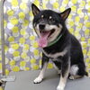 できるかな？【どっぐさろんあきゅ　小型犬専門　トリミング　ペットサロン　京都市南区上鳥羽】