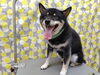 キレイになってるんるん♪「できるかな？【どっぐさろんあきゅ　小型犬専門　トリミング　ペットサロン　京都市南区上鳥羽】」
