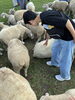 100頭の羊とのふれあい体験🐏「伊香保へホール外泊♪牧場体験＆ぶどう狩り＆温泉を満喫しました！」