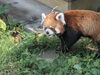 神戸の王子動物公園のレッサーパンダ ジャズくん「【 夏休み2日目 】」