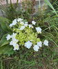 8月の紫陽花「8月下旬に咲いた紫陽花を見て、リハビリのことを考えました」