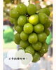 「ふるるファームさん初収穫🌱のシャインマスカット」