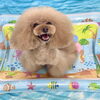 波とわんこ🌊