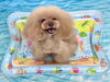 ここあちゃん「波とわんこ🌊」