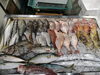 令和8年8月25日 店内「📣本日のお魚情報🐟」