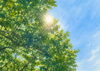 木々の緑が目に優しく映る「🌱 あなたのペースで、一歩ずつ。」