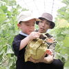 京丹後で極上の甘さを体験！ゆめろんfarmのメロン狩り