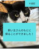 「※追記【飼い主さんのもとに帰ることができました！】8/24 佐野見晴台で保護された黒白ハチワレ猫さん」