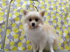 つやつやの毛並みが愛らしいポメラニアン「ピカピカ【どっぐさろんあきゅ　小型犬専門　トリミング　ペットサロン　京都市南区上鳥羽】」