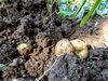「⛩️じゃがいも掘り⛩️」