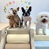 ましゅまろ幼稚園🐾