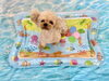 ももちゃん「波とわんこ🌊」