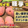 デストロイヤーを使って来春用の種芋準備!  超浅植えジャガイモ栽培(抑制編)　たねのハシモトミヤ