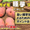 デストロイヤーを使って来春用の種芋準備!  超浅植えジャガイモ栽培(抑制編)　たねのハシモトミヤ