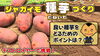 「デストロイヤーを使って来春用の種芋準備!  超浅植えジャガイモ栽培(抑制編)　たねのハシモトミヤ」