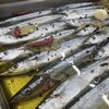 喜多方でのお食事はトレビで！秋の味覚・秋刀魚のコンフィが今年も登場します