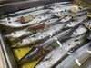「喜多方でのお食事はトレビで！秋の味覚・秋刀魚のコンフィが今年も登場します」