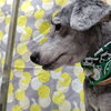 睫毛くりん♪【どっぐさろんあきゅ　小型犬専門　トリミング　ペットサロン　京都市南区上鳥羽】