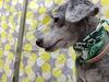カールしたまつげ「睫毛くりん♪【どっぐさろんあきゅ　小型犬専門　トリミング　ペットサロン　京都市南区上鳥羽】」