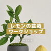 🍋レモンの盆栽ワークショップ