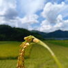 丹後コシヒカリの稲刈り、いよいよスタートしました🌾