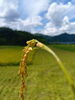 丹後コシヒカリの収穫を感謝「丹後コシヒカリの稲刈り、いよいよスタートしました🌾」
