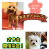 コニーとノチェロのファミリーが集まってほしい思いで オフ会を開催させていただきます。