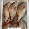 鮮魚入荷中でーす