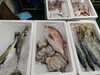 2026年8月27日 店内「本日のお魚情報」