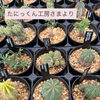 たにっくん工房さまより塊根植物が入荷しました🪴´-