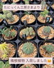 「たにっくん工房さまより塊根植物が入荷しました🪴´-」