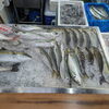 📣本日のお魚情報🐟