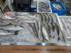 2026年8月28日 店内「📣本日のお魚情報🐟」