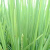 【今年は例年より約5日早く出穂しました！稲の生育をご報告🌾】おきな/農家/農業/岐阜県/関市/富加町/お米/令和8年度産米/稲作/出穂/稲刈り体験/収穫体験やイベントも開催