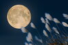 まずは一歩、踏み出しませんか？「秋の夜長に考えたい「これからの人生」🌙｜和歌山市で婚活を考えている方へ」