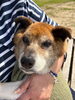 「犬の介護を通して実感した、特別支援教育の知識と経験の力」