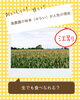「生でも食べられる？滝農園の味来（みらい）が人気の理由🌽✨」