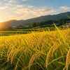 🌾 禾乃登（こくもの すなわち みのる）｜黄金色の秋へ
