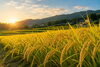 「🌾 禾乃登（こくもの すなわち みのる）｜黄金色の秋へ」