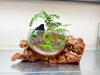 「「もらった流木ガラス、どうしたらいい？」丹波篠山から苔テラリウムをつくりに来てくださいました【尼崎】」