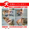 【西条市小松町新屋敷甲2682番地付近】迷い犬を保護しています！（※岡村集会所近辺）