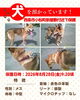 「【西条市小松町新屋敷甲2682番地付近】迷い犬を保護しています！（※岡村集会所近辺）」