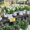 9月21日は敬老の日。感謝の気持を込めてお花を贈りませんか。