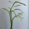 【新入荷】三角葉アカシア入荷しました｜徳島市の植物店 はっぱ堂