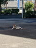 ネコ🐱「平日の朝、一笑堂の駐車場のど真ん中に小さなお客さま」