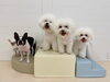 おもち♡ぽんちゃん♡るいくん♡ぱんちゃん♡ぽんちゃん「ましゅまろ幼稚園🐾＆サロン予約状況」