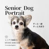 9月19日（土）シニア犬撮影会を開催します